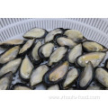 Low Price Frozen Half Shell Mussel